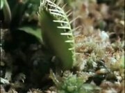 Venus Flytrap Eats Frog And Moth