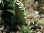 Venus Flytrap Eats Frog And Moth