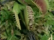 Venus Flytrap Eats Frog And Moth