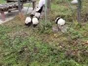 Pandas