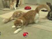 Pokemon Cats