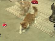 Pokemon Cats