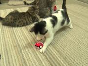 Pokemon Cats