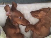 Most Heartwarming Pet Compilation