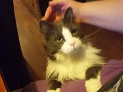 Most Heartwarming Pet Compilation