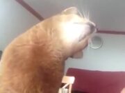 Most Heartwarming Pet Compilation