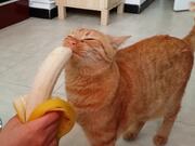 Kitty Devours Banana
