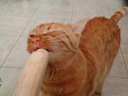 Kitty Devours Banana