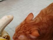 Kitty Devours Banana