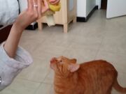 Kitty Devours Banana