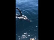Whales Wave Hello