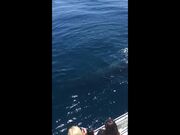 Whales Wave Hello