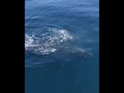 Whales Wave Hello