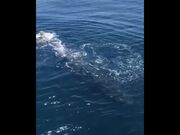Whales Wave Hello