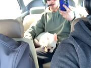 Dog Experiences Zero Gravity Flight