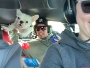 Dog Experiences Zero Gravity Flight