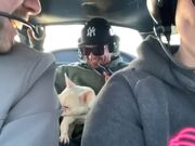 Dog Experiences Zero Gravity Flight