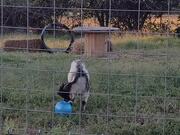 Billy Plays with Blue Ball