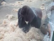 Boston Zoo Gorilla Attacks