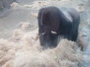 Boston Zoo Gorilla Attacks