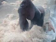 Boston Zoo Gorilla Attacks