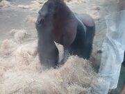 Boston Zoo Gorilla Attacks