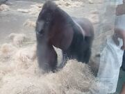 Boston Zoo Gorilla Attacks