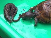 Hungry Eastern Box Turtle