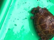 Hungry Eastern Box Turtle