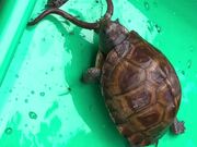 Hungry Eastern Box Turtle