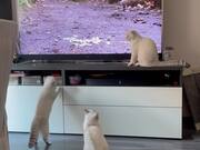 Kittens & TV