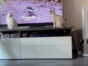 Kittens & TV