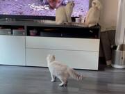 Kittens & TV