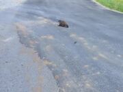 Groundhog Attacks Person