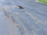Groundhog Attacks Person