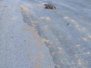 Groundhog Attacks Person