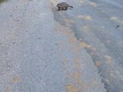 Groundhog Attacks Person