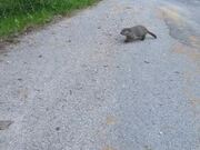 Groundhog Attacks Person