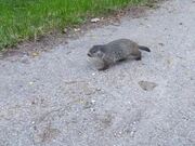 Groundhog Attacks Person