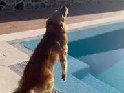 Dog Falls Inside Pool While Catching Bubbles