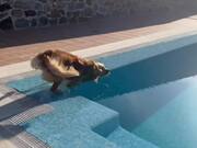 Dog Falls Inside Pool While Catching Bubbles