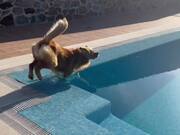 Dog Falls Inside Pool While Catching Bubbles