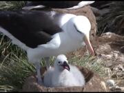 Person Explores Falkland Islands