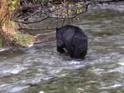 Bear In The River