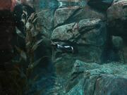 Penguin Underwater