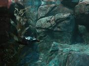 Penguin Underwater