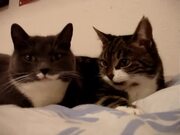 The Two Talking Cats