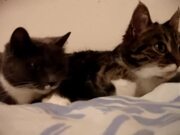 The Two Talking Cats