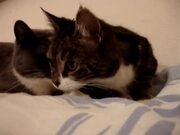 The Two Talking Cats