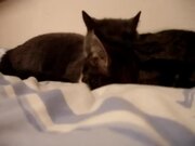 The Two Talking Cats